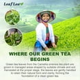thumbnail image 4 of LeafLea 40 Green Tea Bags, 100% Natural & Pure from Green Tea Leaves, Smooth & Refreshing, Everyday Wellness with Natural Caffeine Content, 4 of 9