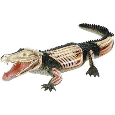 Crocodile Anatomy Model