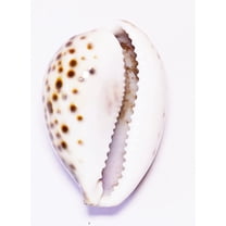 Traditional Origial Laxmi Puja Cochi Shankh Single By Indian Collectible