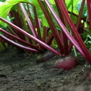 The Old Farmer's Almanac Heirloom Beet Seeds (Detroit Dark Red) - Approx 400 Seeds