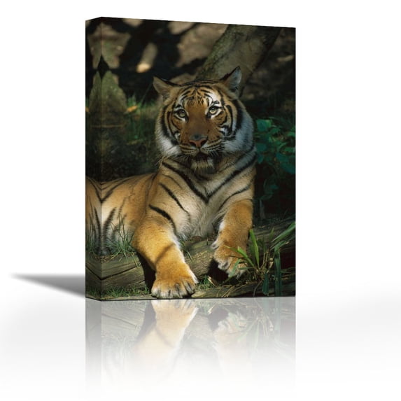 Bengal Tiger portrait resting in shade, India - Contemporary Fine Art Giclee on Canvas Gallery Wrap - wall décor - Art painting - 24 x 36 Inch - Ready to Hang