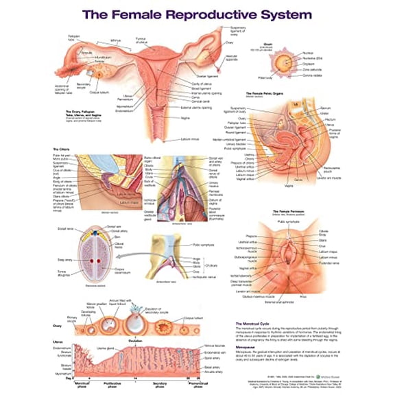 Pre-Owned The Female Reproductive System Anatomical Chart, 2nd Edition - Laminated