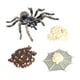 thumbnail image 5 of de 4 Juguetes de Enseñanza de Aprendizaje de La Educación Infantil Del Ciclo de de de Whiteknee de La Naturaleza, Re Zulema  Juego de crecimiento de insectos para niños, 5 of 7
