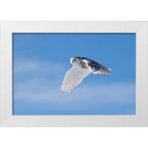 Chang, Phillip 14x11 White Modern Wood Framed Museum Art Print Titled - Snowy Owl