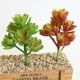 thumbnail image 3 of Plantas Suculentas Artificiales Similares A Las Plantas Agave Echeveria Titanota Lotus 2, 3 of 9