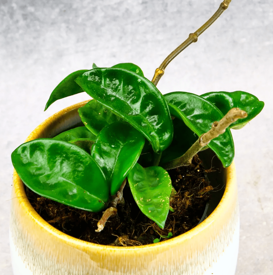 Hoya Krinkle Carnosa Plant Live, Hoya Plant Live Indoor Outdoor, Hoya Plant 4 Inc Pot Bareroot for Planting