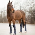 thumbnail image 4 of HORZE Horse Shipping Boots Set of 4, 4 of 5
