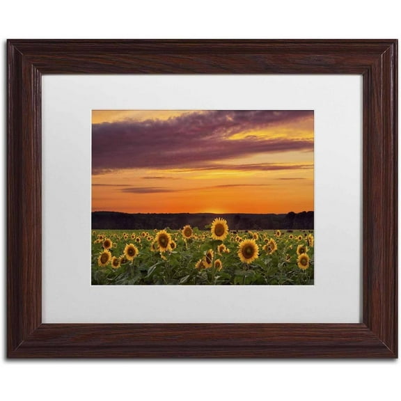 Trademark Fine Art 'Sunflower Sunset' Canvas Art by Michael Blanchette Photography, White Matte, Wood Frame