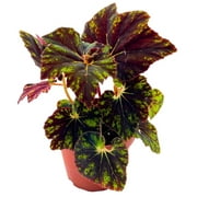 Begonia Shanicka 4 inch Rhizomatous Dark Green Shanika Rhizo