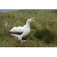 thumbnail image 2 of Morris, Arthur 24x17 White Modern Wood Framed Museum Art Print Titled - South Georgia Isl, Prion Isl Wandering albatross, 2 of 4