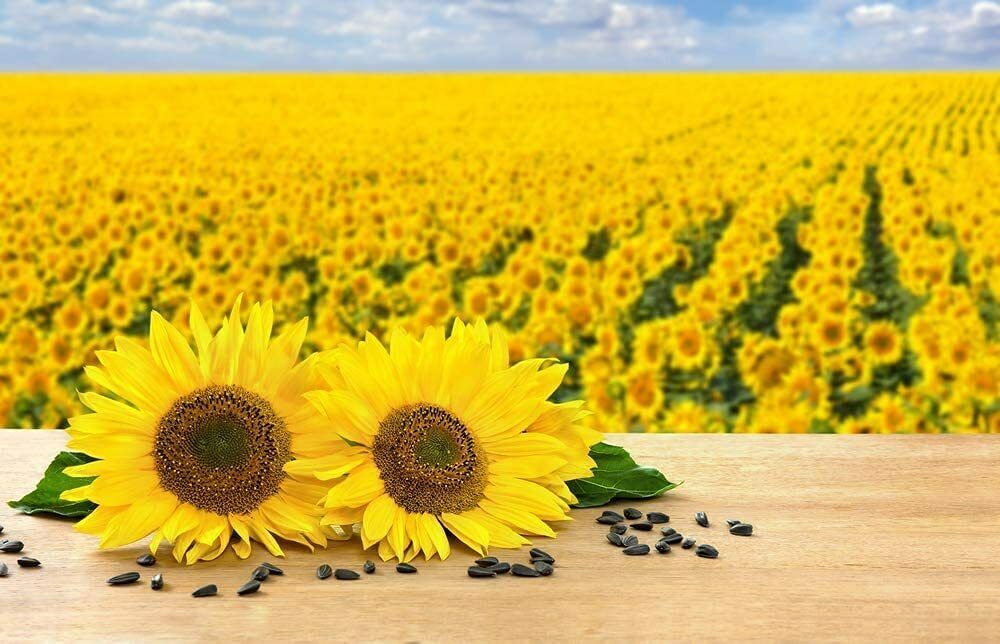 200 Black Oil Sunflower Seeds for Planting Attract Birds Produce
