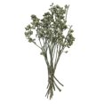 thumbnail image 1 of Vickerman H1EYP150 12 x 1-3 Po. Grappes d'Eucalyptus, Vert - 16 Pcs, 1 of 1