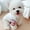 White, variant on Deepwonder Warm Dog Jacket Waterproof Windproof Puppy Vest Winter Coat Dog Apparel for Small Medium Large Dogs