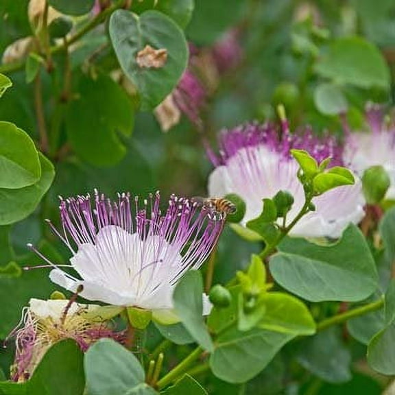 HEIRLOOM NON GMO Caper Bush 5 seeds