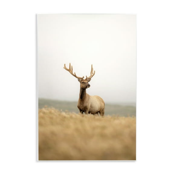 Stupell Industries Stoic Tule Elk Landscape & Nature Photography Unframed Art Print Wall Art, 10 x 15
