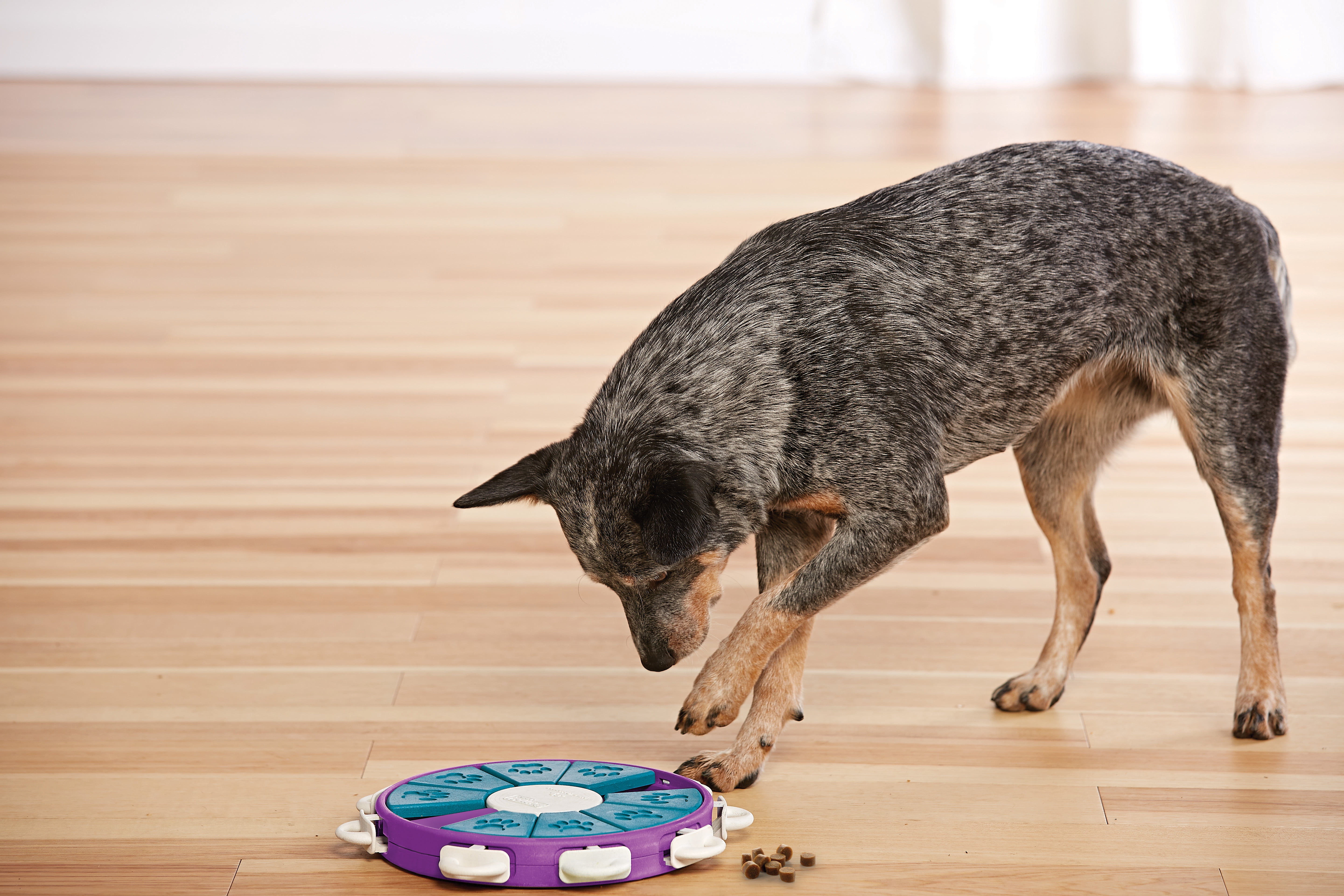 Pet Supplies : Outward Hound Nina Ottosson Dog Twister Interactive Treat Puzzle  Dog Toy, Advanced 