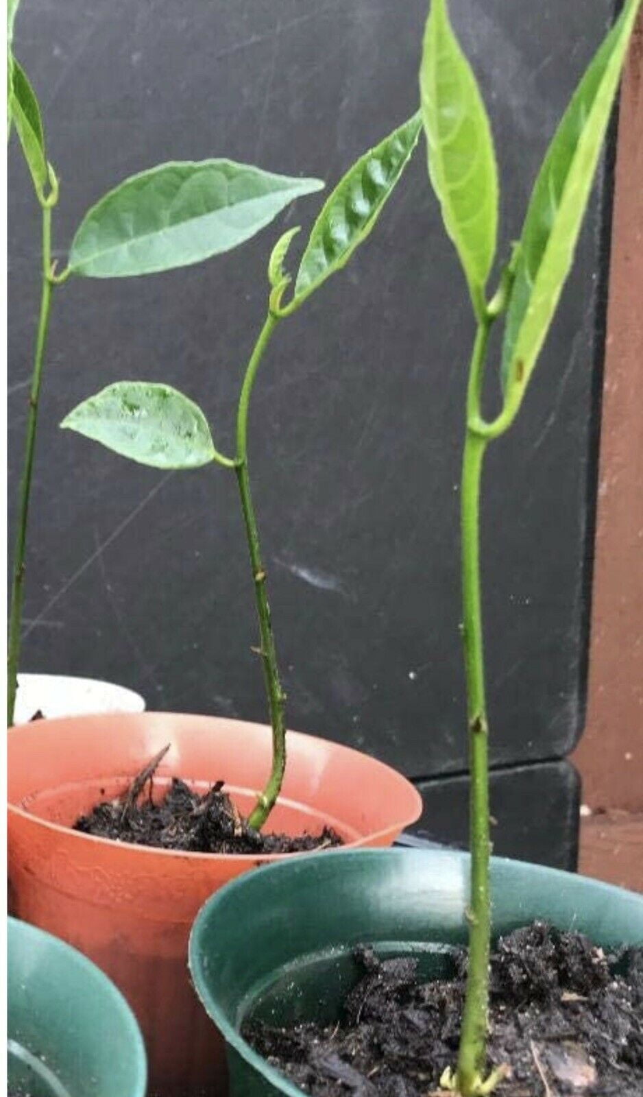 Jackfruit (Mít) Live Plant 14”16” Very Sweet. (1 root not