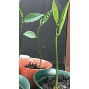 Jackfruit (Mít) Live Plant 14”-16” Very Sweet. (1 root not include the pot) well pack