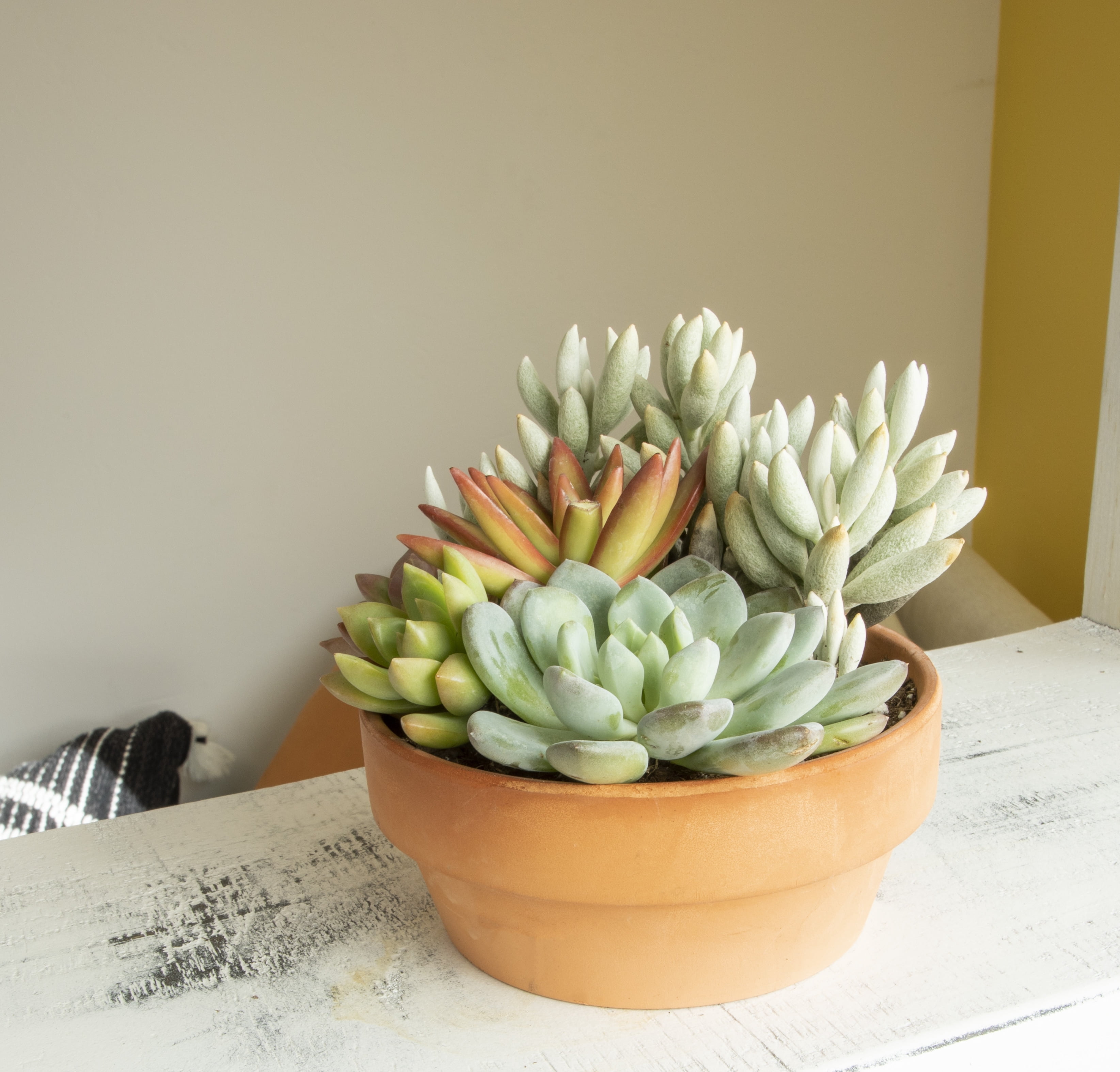 Altman Plants Live Succulent Garden Plant Gift, Drought Tolerant Succulents in 5" Clay Pot