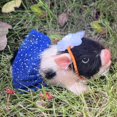 thumbnail image 4 of Muñecos Otard de juguete Reborn Pig, 13 cm, de silicona, de forma realista, 4 of 8