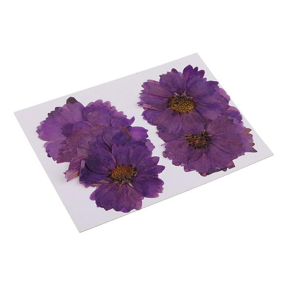 20 Pcs Dried Flowers Nature Flowers Dried Flower s