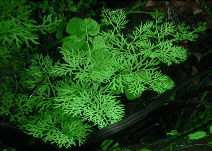 Water Sprite (Ceratopteris siliquosa) Live Aquarium Plant – Easy Freshwater Plant for Planted Tanks