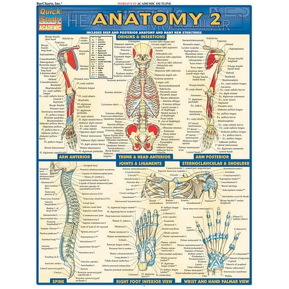 Pre-Owned Anatomy 2 - Reference Guide (8.5 x 11): a QuickStudy Reference Tool (Quick Study Academic) Paperback