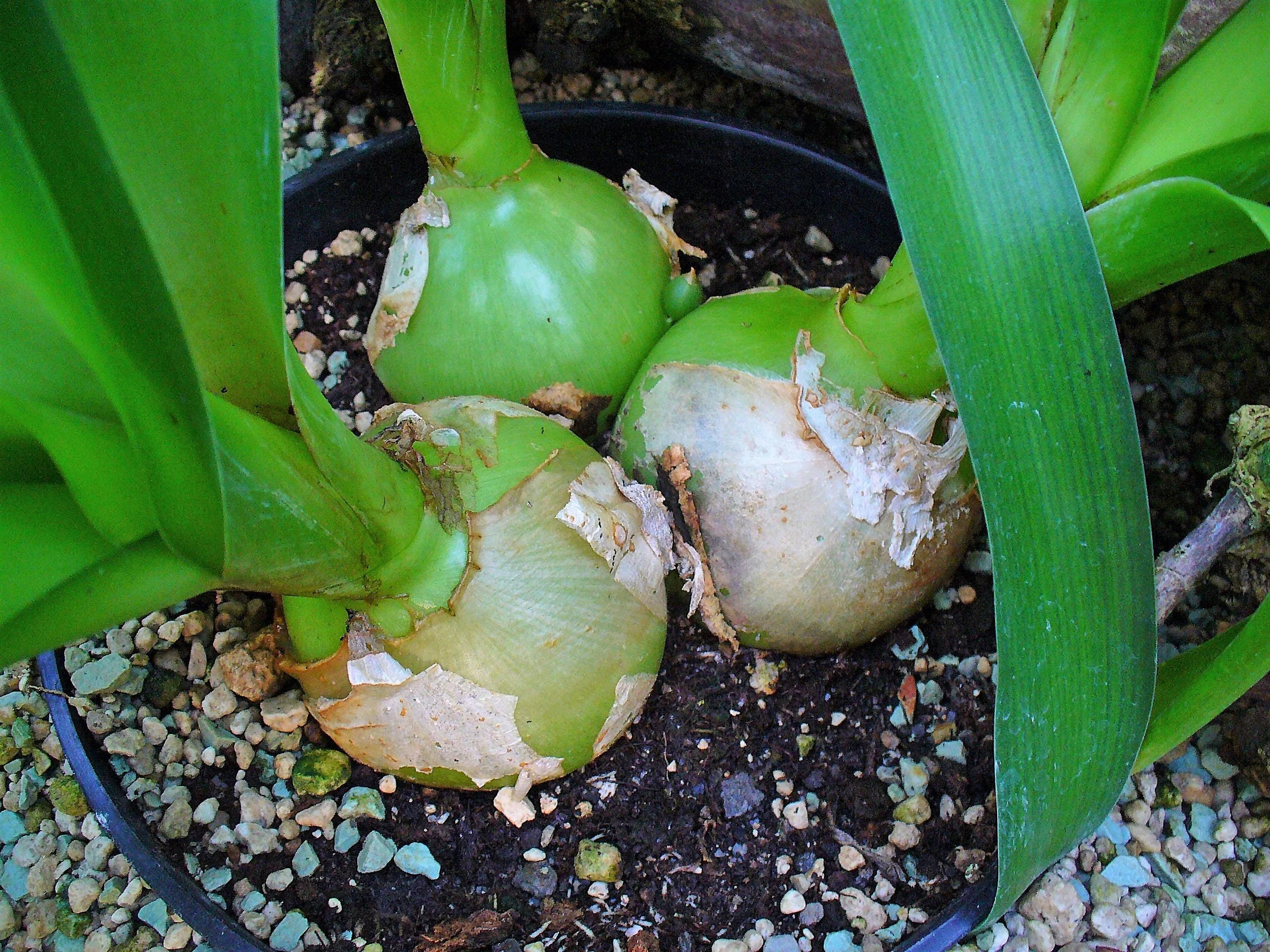 20 PREGNANT ONION SEEDS aka False Sea Onion Lily Ornithogalum Caudatum Flower Good Houseplant - image 3 of 7