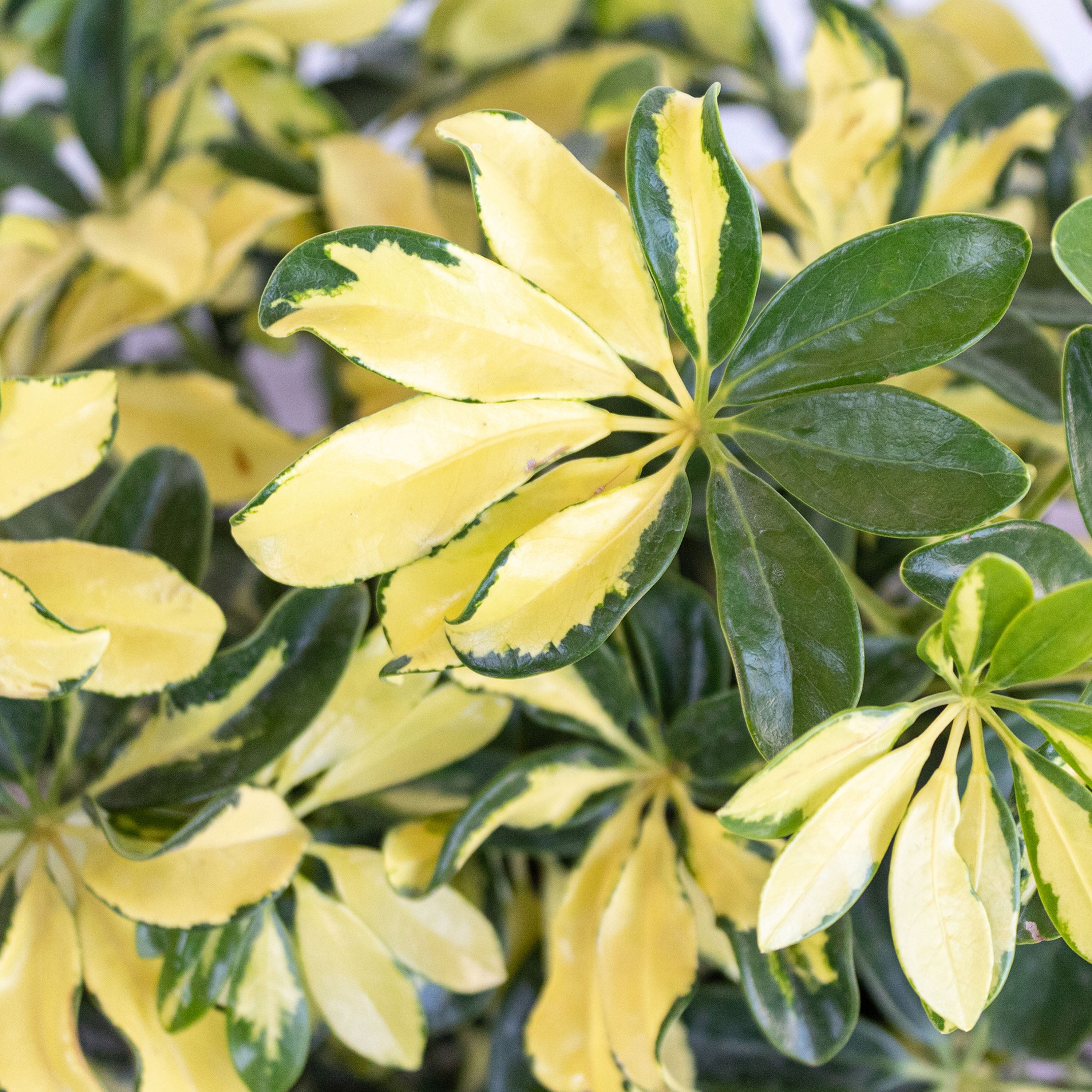 United Nursery Live Schefflera Trinette Plant 24-34 inches Tall in 9.25 inch Grower Pot