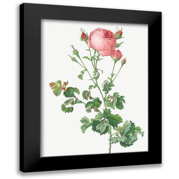Redoute, Pierre Joseph 12x14 Black Modern Framed Museum Art Print Titled - Celery Leaved Variety of Cabbage Rose, Rosa centifolia bipinnata