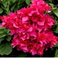 thumbnail image 3 of Magic Bougainvillea Plant Live for Planting, Dark Pink Tropical Bougainvillea Flowering Vine, 4-6 Inch Tall, No Pot, 3 of 6