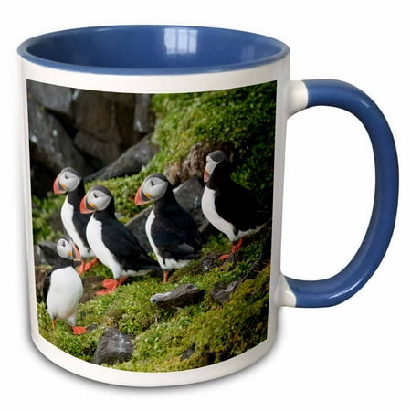 Atlantic Puffins Perch - 3dRose Norway, Svalbard, Spitsbergen. Atlantic puffins perched on a cliff. - Two Tone Blue Mug, 11-ounce