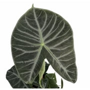 Ivory Coast African Mask Plant - Elephant Ear - Alocasia - Indoors/Out - 6 Pot