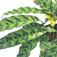 thumbnail image 6 of Rattlesnake Calathea Lancifolia, 6 inch Pot,, 6 of 9