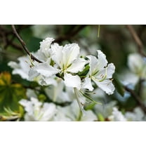 10 WHITE ORCHID TREE Bauhinia Alba syn Variegata Candida Hawaiian Mountain Ebony Camel's Foot Butterfly Flower Tree Hummingbird Seed