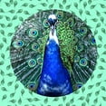 thumbnail image 2 of Phillip, Jamie 12x12 White Modern Wood Framed Museum Art Print Titled - Round Peacock 2, 2 of 4