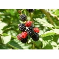 thumbnail image 3 of Ahpahchee BlackBerry Plant - 10 Live Starter Plants - Rubus - Fruit Trees for The Patio and Garden, 3 of 4