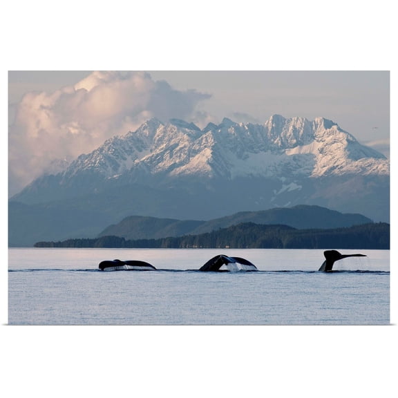 Great BIG Canvas | Rolled John Hyde Poster Print entitled Humpback Whale Pod Lifts Their Flukes, Snow Covered Coastal Range, Alaska