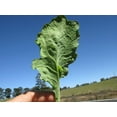 thumbnail image 3 of 1000 HANOVER SALAD Spring KALE Smooth Siberian Brassica Napus Vegetable Seeds, 3 of 8