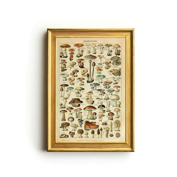 Vintage French Mushroom Chart, Antique Botanical Poster, Rustic Cottagecore Wall Decor, Mushroom Identification Art Home Decor, 8x12 UNFRAMED