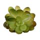thumbnail image 1 of Mini Plantas Simuladas Matsuzay 10 Piezas Suculentas Flores Artificiales Tipo 39, 1 of 6