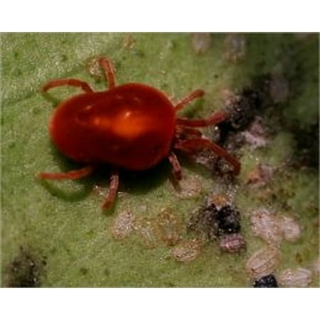 How To Get Rid of Spider Mites - eBook (Best Way To Get Rid Of Spiders)