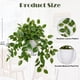 thumbnail image 2 of Planta artificial Briful Sandía Peperomia Green de 17.7 pulgadas, 2 of 5