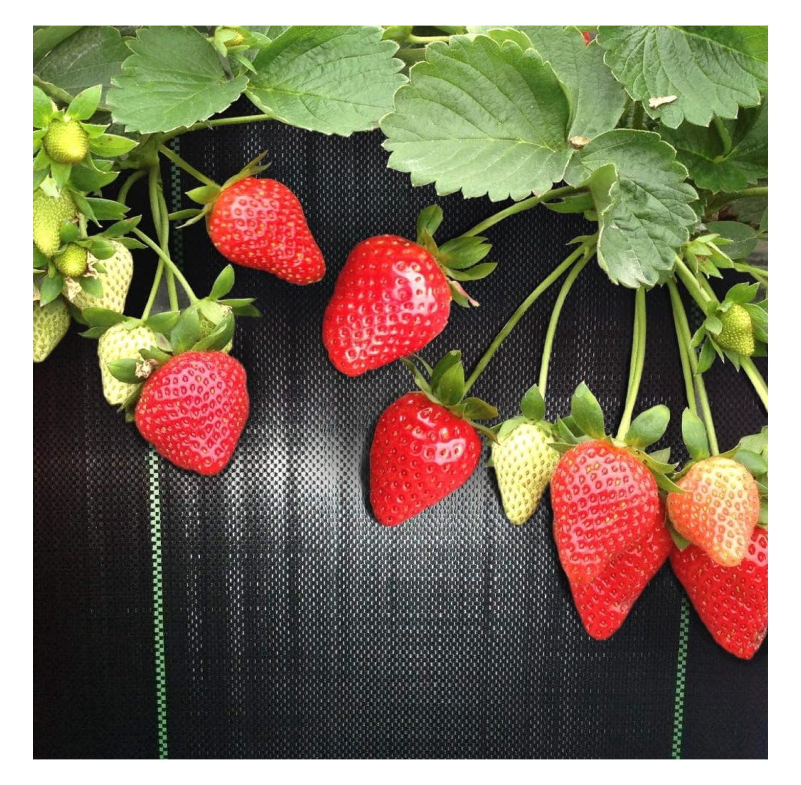3ft x 300ft Landscape Fabric Durable Weed Barrier Mats Prevent Weeds, Easy Install Weed Blocker, Premium Weed Barrier Fabric