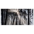 thumbnail image 2 of Design Art - Sunbeams through Black White Forest, 2 of 3