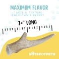 thumbnail image 3 of HotSpot Pets Premium Elk Horn Antlers Dog Chews, Odorless Rawhide Marrow, 7+ Inch Large, 2 Pack, 3 of 9