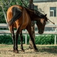 thumbnail image 4 of 2 Pcs Horse Cattle Scratchers, Horse Scratching Post,Super Soft Massage Brush Kit for Equine ,Scratc, 4 of 5