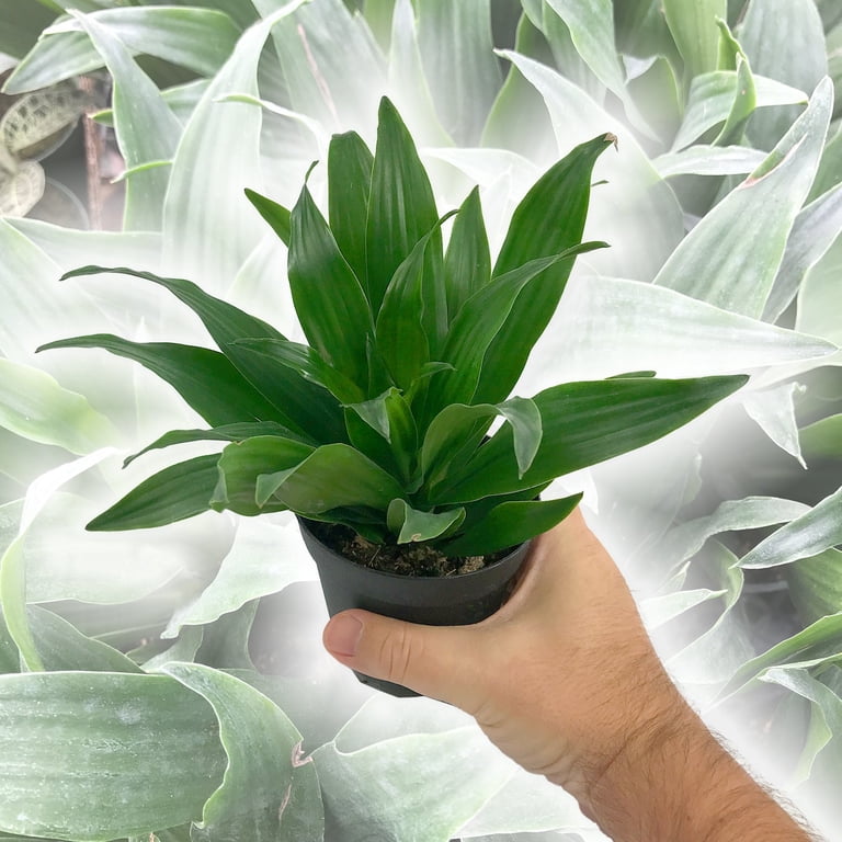 Dracaena Janet Craig Compacta - Live Plant in a 4 Inch Pot - Dracaena  Deremensis 'Compacta' - Easy Care Low Maintenance Houseplant - Walmart.com