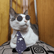 thumbnail image 5 of Apuakthei Disfraz de gato de Halloween para perros pequeños, mago, ropa para mascotas, ropa linda, camisas para cachorros con gafas, 5 of 5