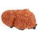thumbnail image 1 of YSNOOWE Adorno De Coral Para Acuario De Resina Para Y Duradero, 1 of 7